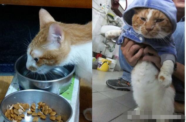 国际肾脏病日,猫咪突然爱喝水又多尿,其实是病变了!