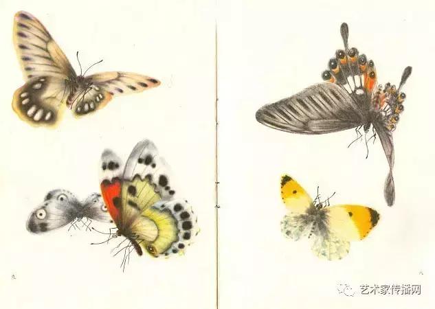 赏心悦目!1000只高清工笔蝴蝶,画蝶三剑客惊艳国人!