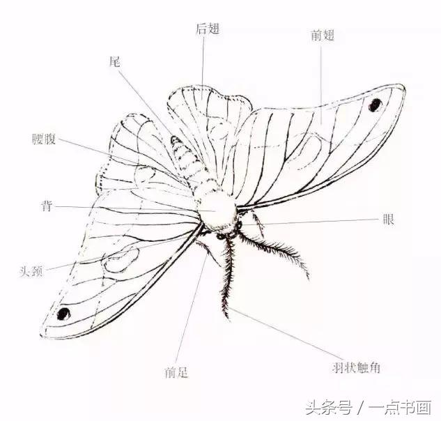国画技法丨蛾的工笔和写意画法