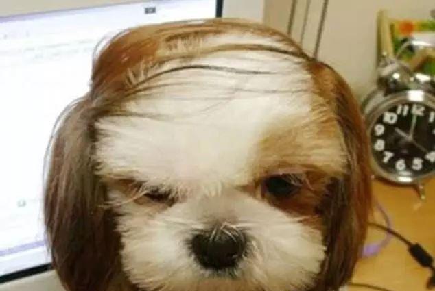 世界各地的奇葩狗狗造型,一个比一个好笑,不得不说碰上一个脑洞大开的