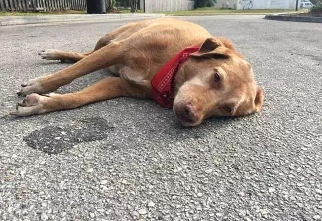 狗狗食物中毒急救步骤