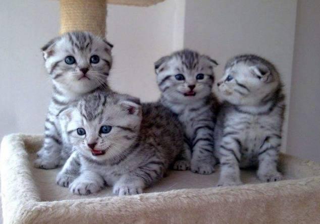 折耳猫怀孕生了4只小奶猫, 朋友看到其中一只, 果断领养!