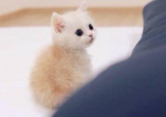 3种小奶猫颜值排行榜:猫界的“赫本”排行第二,第一没人反抗