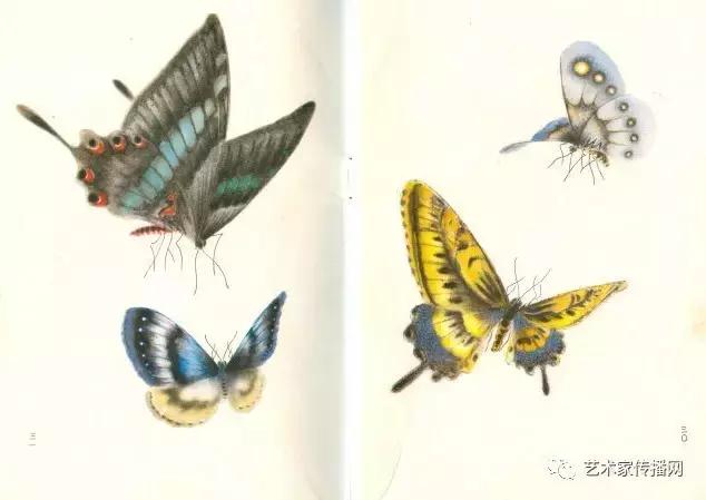 赏心悦目!1000只高清工笔蝴蝶,画蝶三剑客惊艳国人!