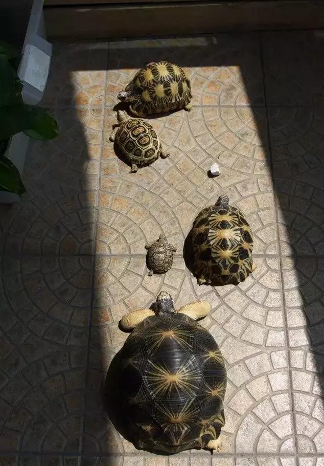 家庭养龟 一般我们给龟晒太阳多少时间合适？