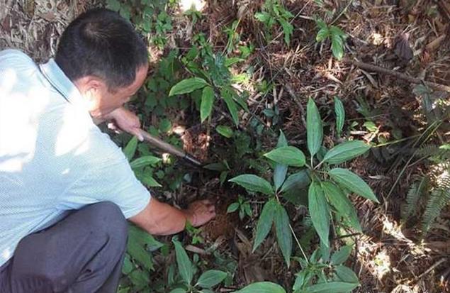 山里的这种药材400块钱1斤,农民疯狂采挖,估计你们村也快绝种了