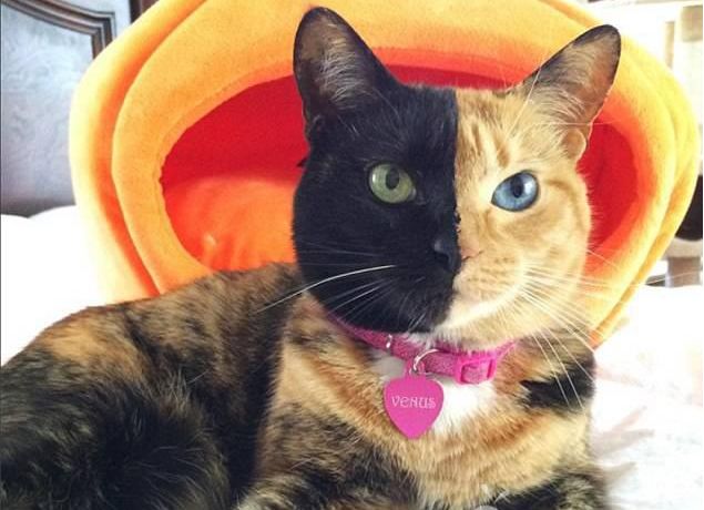 猫混的比人好，美国猫有“阴阳脸”和“阴阳眼” ，粉丝过百万