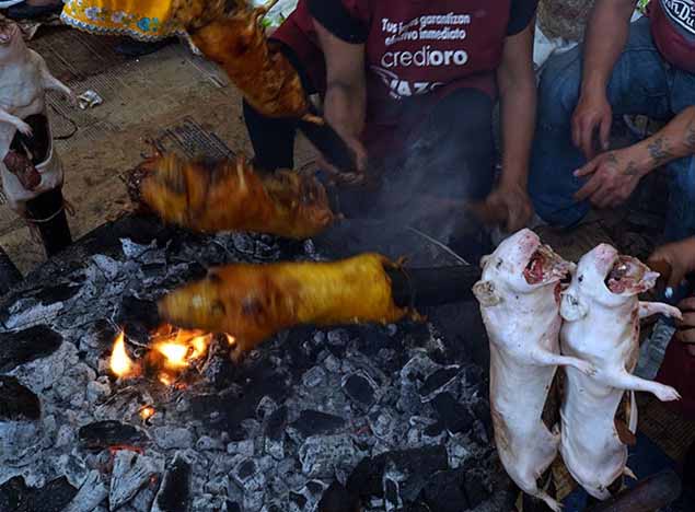 秘鲁人最爱的美食-烤巨型老鼠,每年要吃七千万只,和小狗一样大