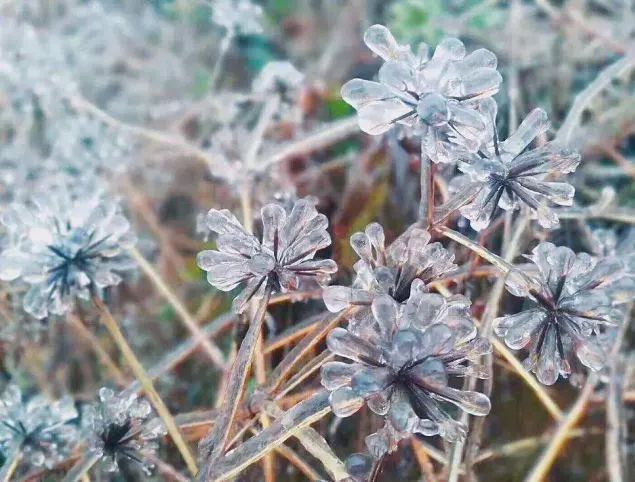 由于气温骤降 山上暴露在空气中的植物 都披