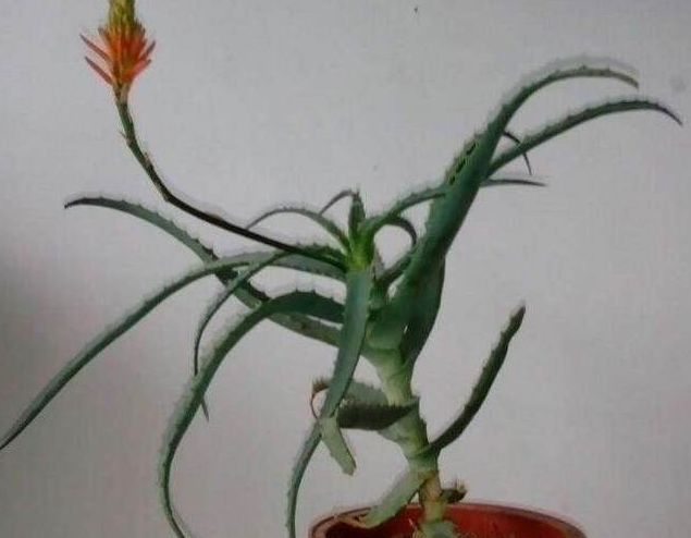 家里养了5年的芦荟,今年意外开出了花,这还真