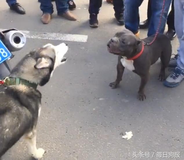 二哈偶遇猛犬恶霸犬,一点也不怂直接开骂,恶霸犬都懵