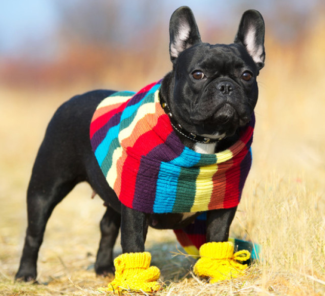 法国斗牛犬那么可爱,那智商高吗?