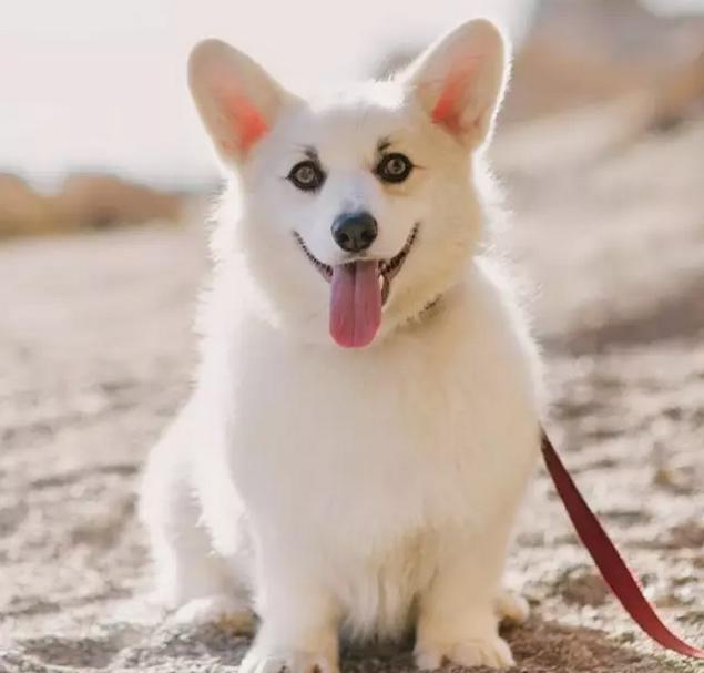 科普柯基犬的所有颜色分类