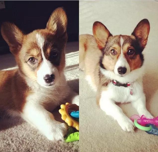 科普:柯基犬的所有颜色分类|颜色|三色|柯基_新浪新闻