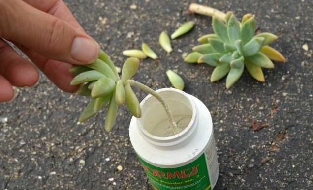 多肉植物如何快速繁殖多盆,玉树摘下的叶片怎