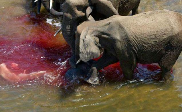 在众多大象的努力下,小象出生,河底瞬间被血迹布满.