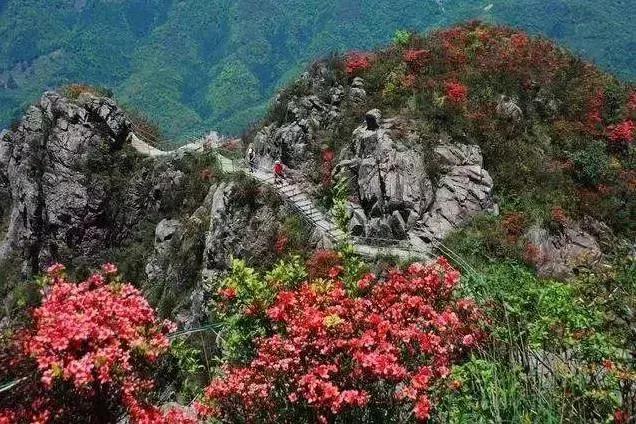 周末带你看周边十大名花, 广东23处赏花游推荐