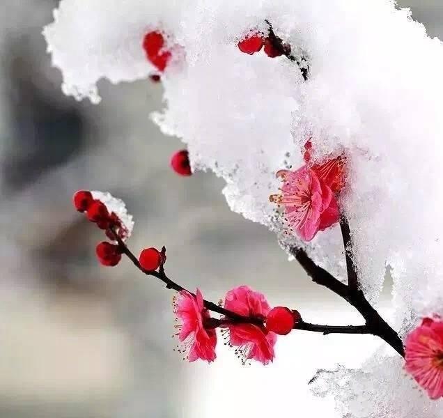 雪梅婚纱_雪梅国画(3)