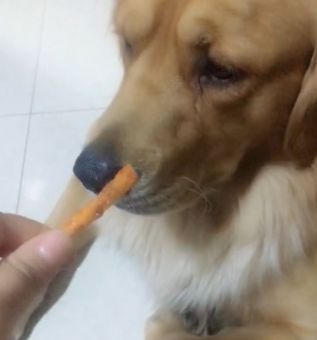 女孩拿辣条喂金毛,狗狗不吃,谁知半路却杀出了个程咬金,太搞笑