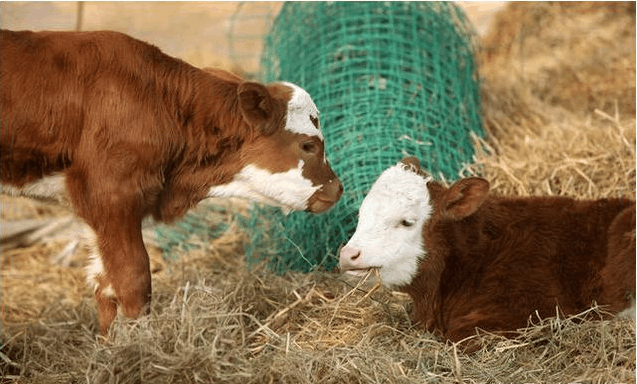 农村养牛那么赚钱 为什么都选择养猪呢?