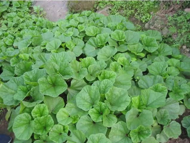 天气越冷长得却越好的"冬寒菜"你们吃过吗?
