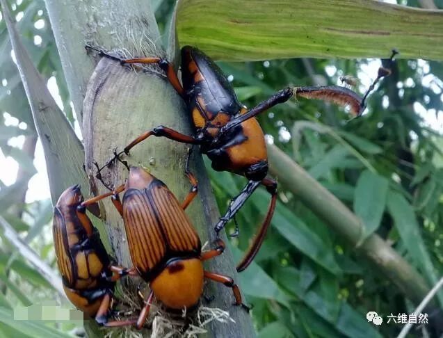 躲在竹子里的竹象害虫,是小孩的玩具却是成人