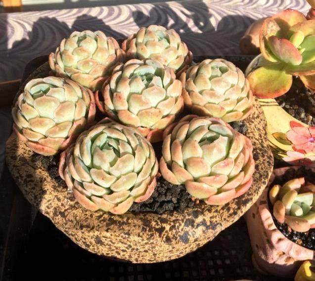 在合适的时间给多肉植物浸盆, 自己在家就能做