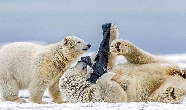 男子到北极旅行,看一只北极熊在玩什么东西,走近一看