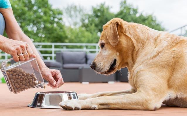 狗狗不吃狗粮的原因,多半是你惯的!