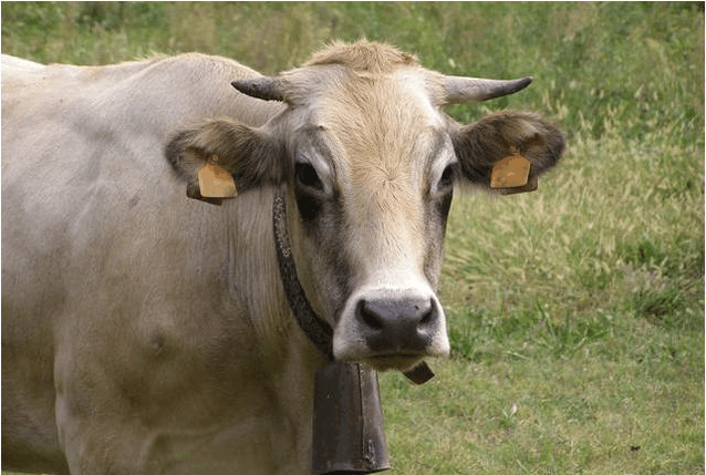 农村养牛那么赚钱 为什么都选择养猪呢?