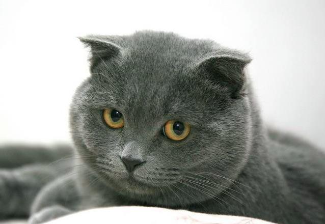 英短蓝猫:有一大波"蓝胖子"向你滚来!