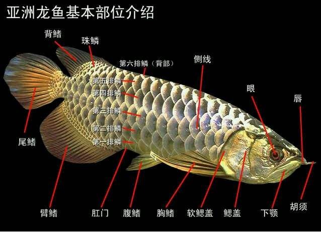 龙鱼怎么混养 想龙鱼混养要注意几下几点