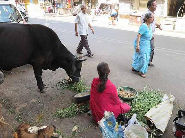 奇怪，印度人為什麼不吃牛肉？