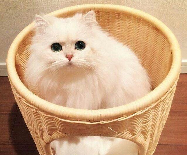 十大名贵猫咪,你撸过几只?