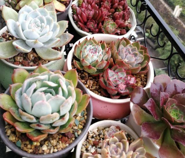 多肉植物叶插的小苗移盆要注意什么? 学会了,