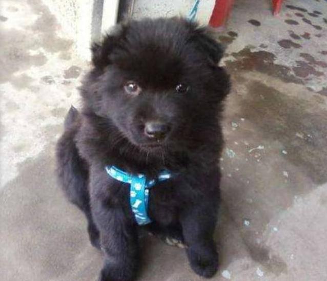 有没有见过黑色的萨摩耶?据说一条得2万呐!