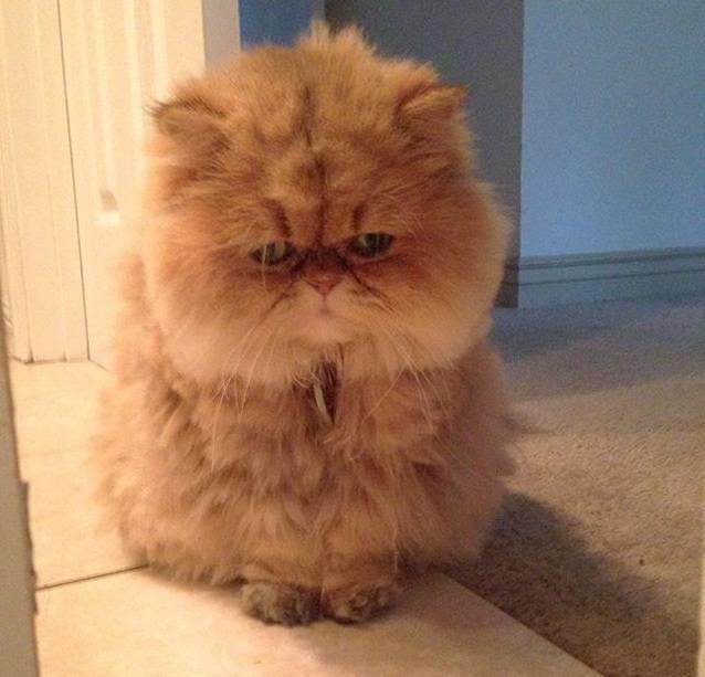一只看着十分伤心的猫咪 一脸郁闷 网友:我抑郁症都快