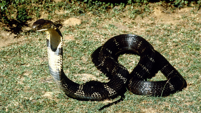 中国9大剧毒蛇,排名第一的毒性经常被人们低估