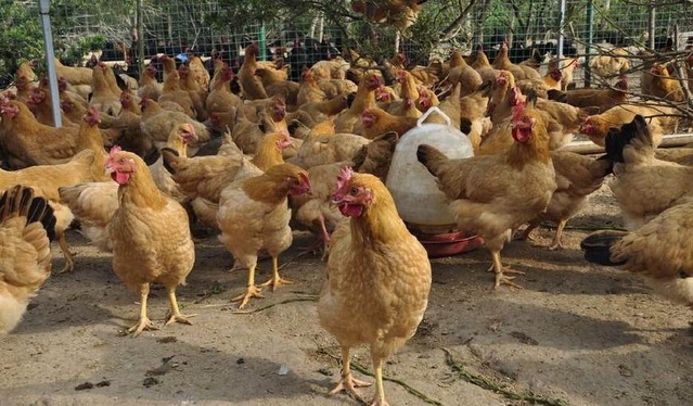 回乡养鸡血本无归,鸡场主谁能坚持到春天