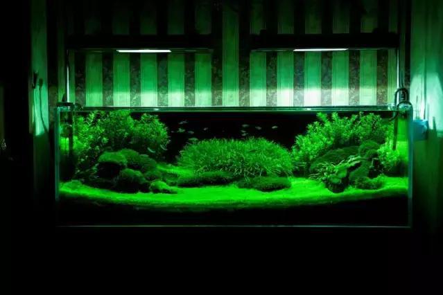 家居水景丨1.5米草缸开缸造景教程