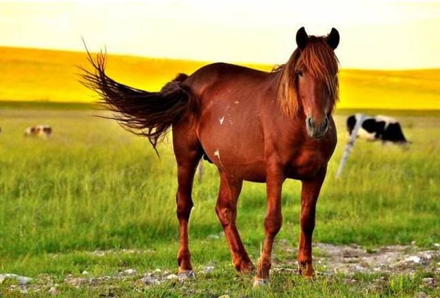 名马排名_豪车排名前30名标志(2)