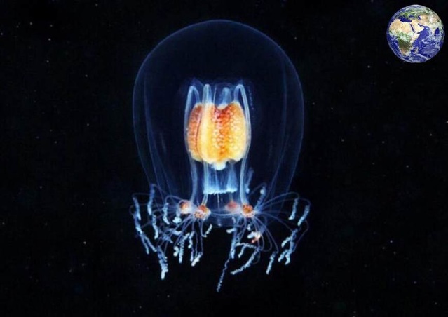 地球上三种"不死生物",最后一种放在外太空还能活十天