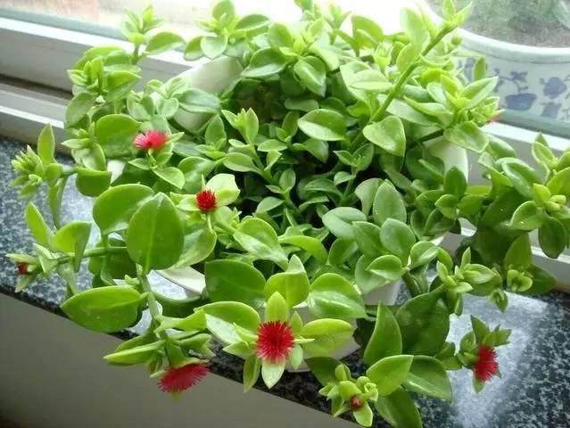 db电竞官网入口山东青州“花草经济”绽放新生机