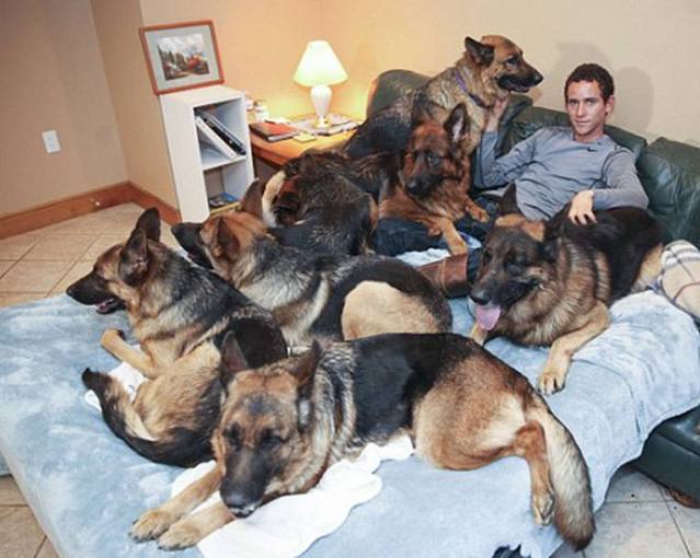 狼与狗竟有这种千头万绪的关系,太匪夷所思了