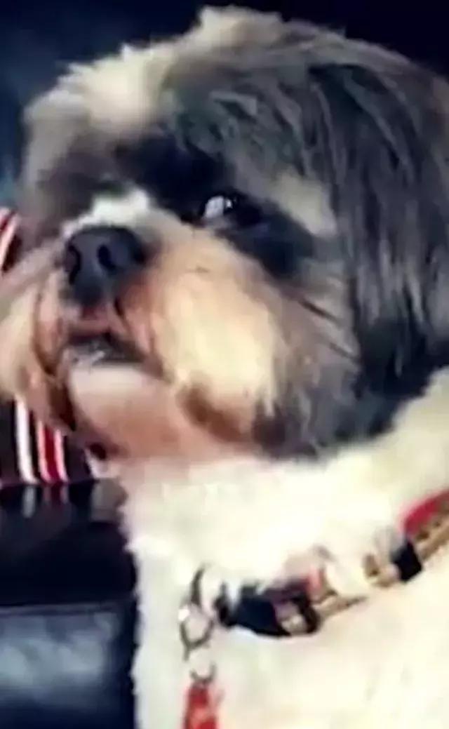 现在狗子咋这么社会呢,不仅嚣张跋扈还学会了碰瓷,不能忍啊!