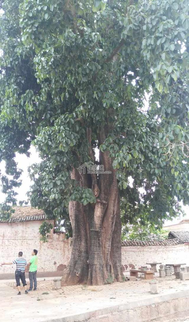 云南大理弥渡农村自建轻钢结构别墅建造直播(