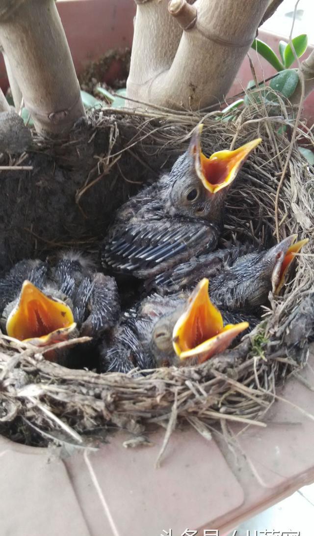 想让八哥说话就一定要把它的舌头给剪掉吗?