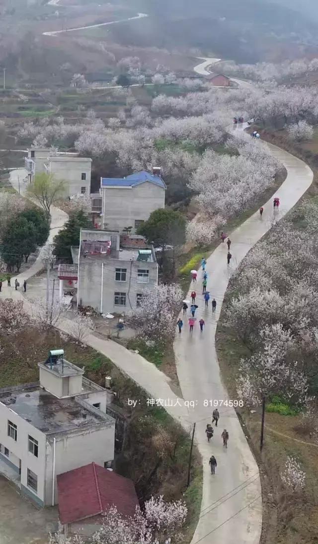 今日,几千余人涌入房县?这条"沟"和"园"要火!