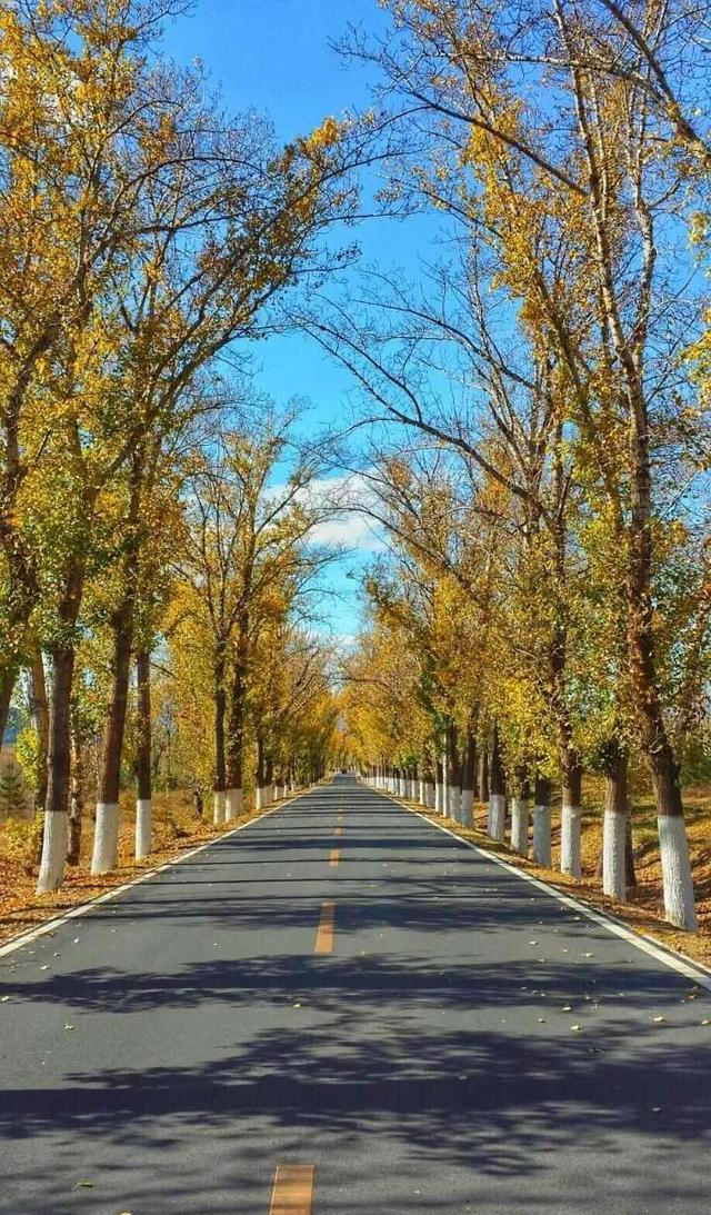 走在 昌赤路,路边杨树一到秋天就美得不像话,还途径了一段古长城,可以