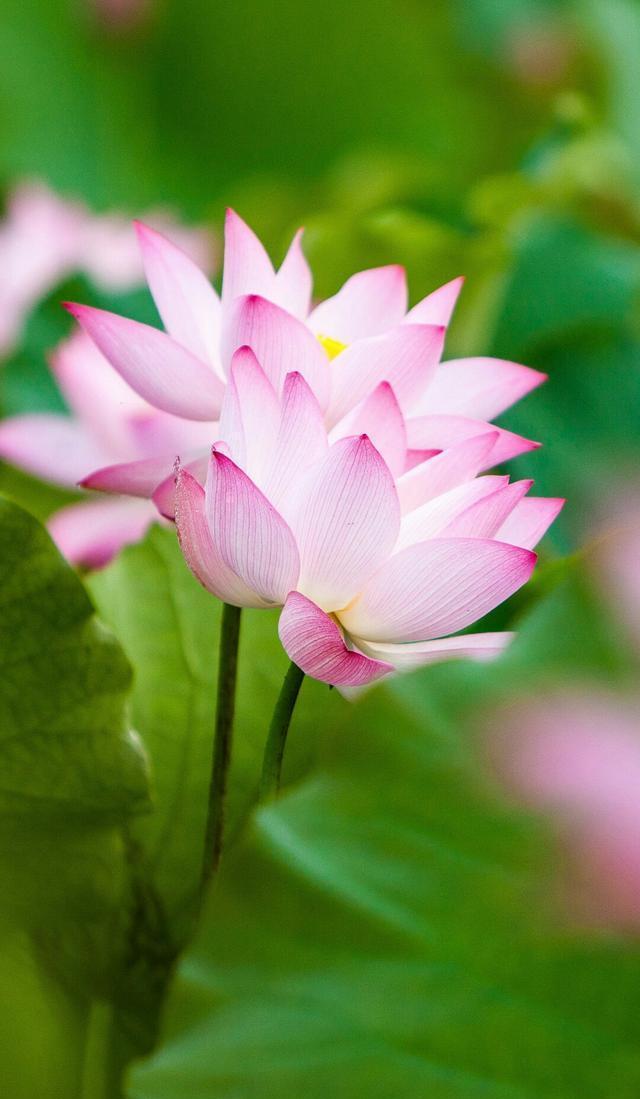 女方出嫁,男方到底该不该给彩礼钱